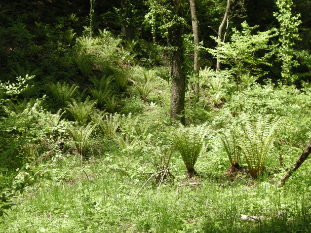 オシダの群落.jpg