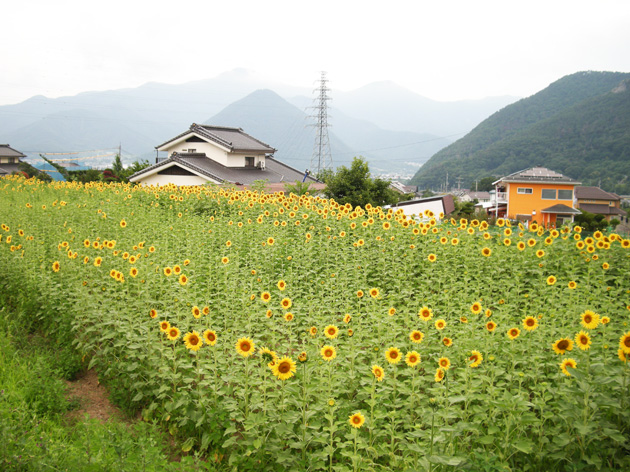 ヒマワリの畑.jpg
