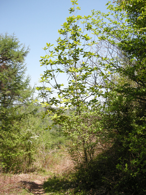 ホオノキ-2.jpg