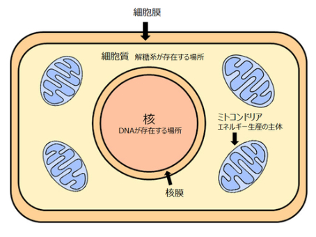 ミトコンドリア.jpg