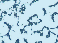 乳酸菌-2-2.jpg