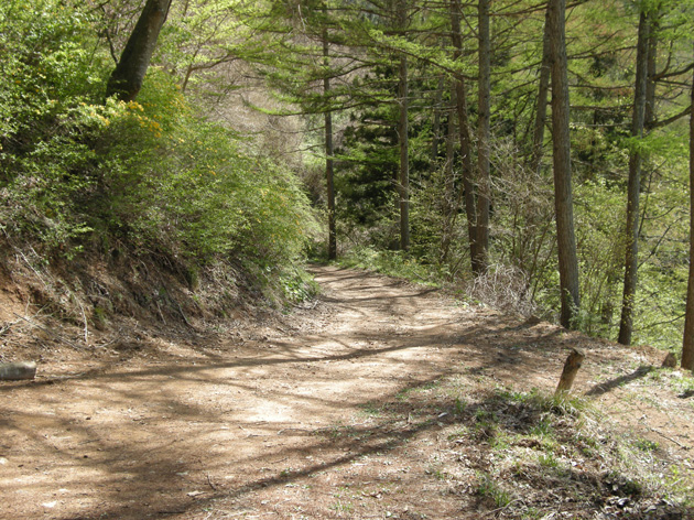 太郎山林道-1.jpg