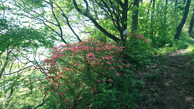 山ツツジ-2.jpg