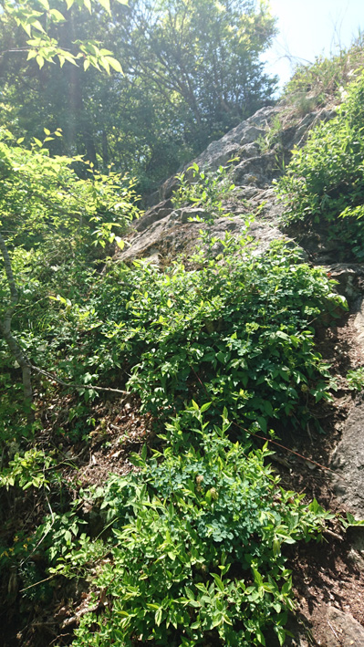岩登り-1.jpg