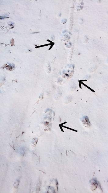 熊の足跡.jpg