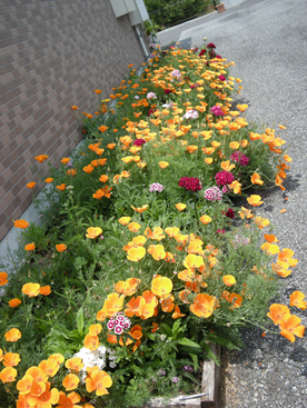 花壇も満開-2.jpg