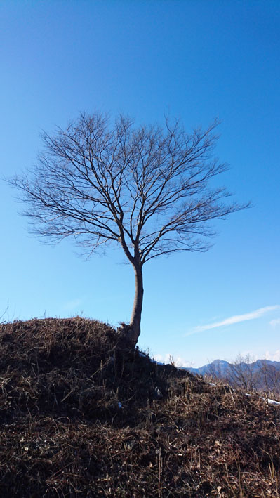 頂上の木.jpg
