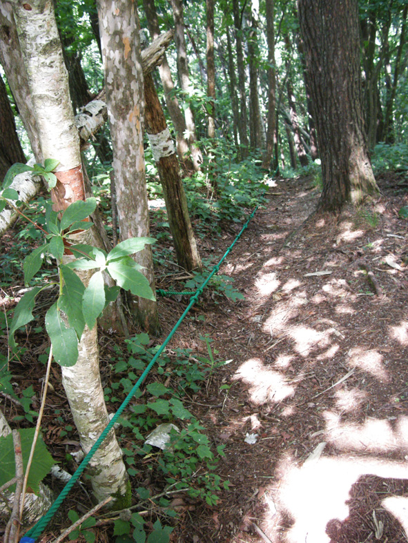 黒柏木のロープの道.jpg
